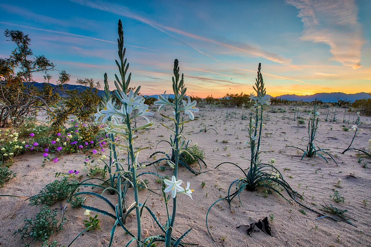Desert Center, California