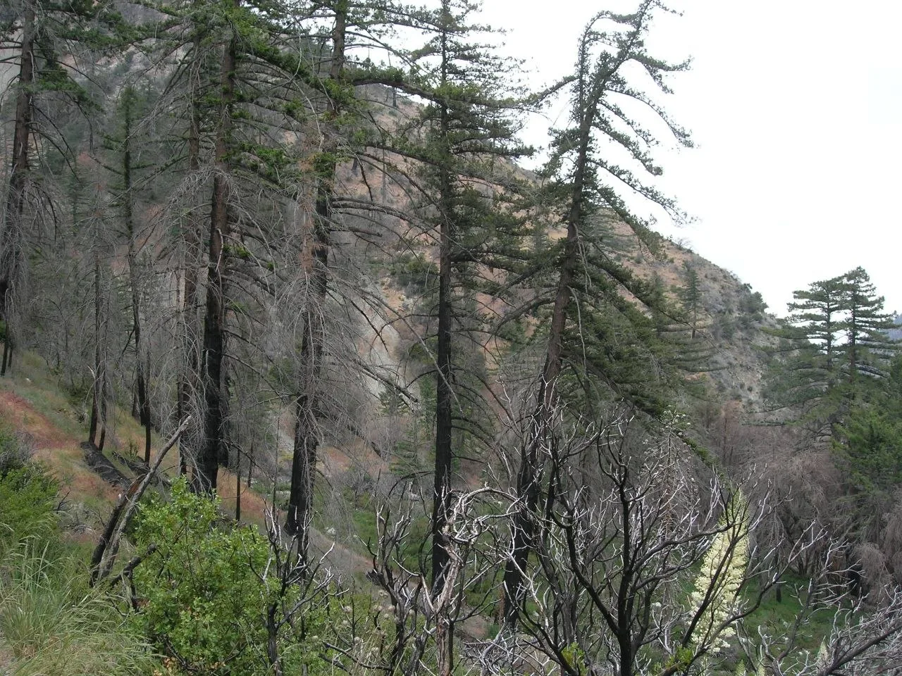Lytle Creek, California
