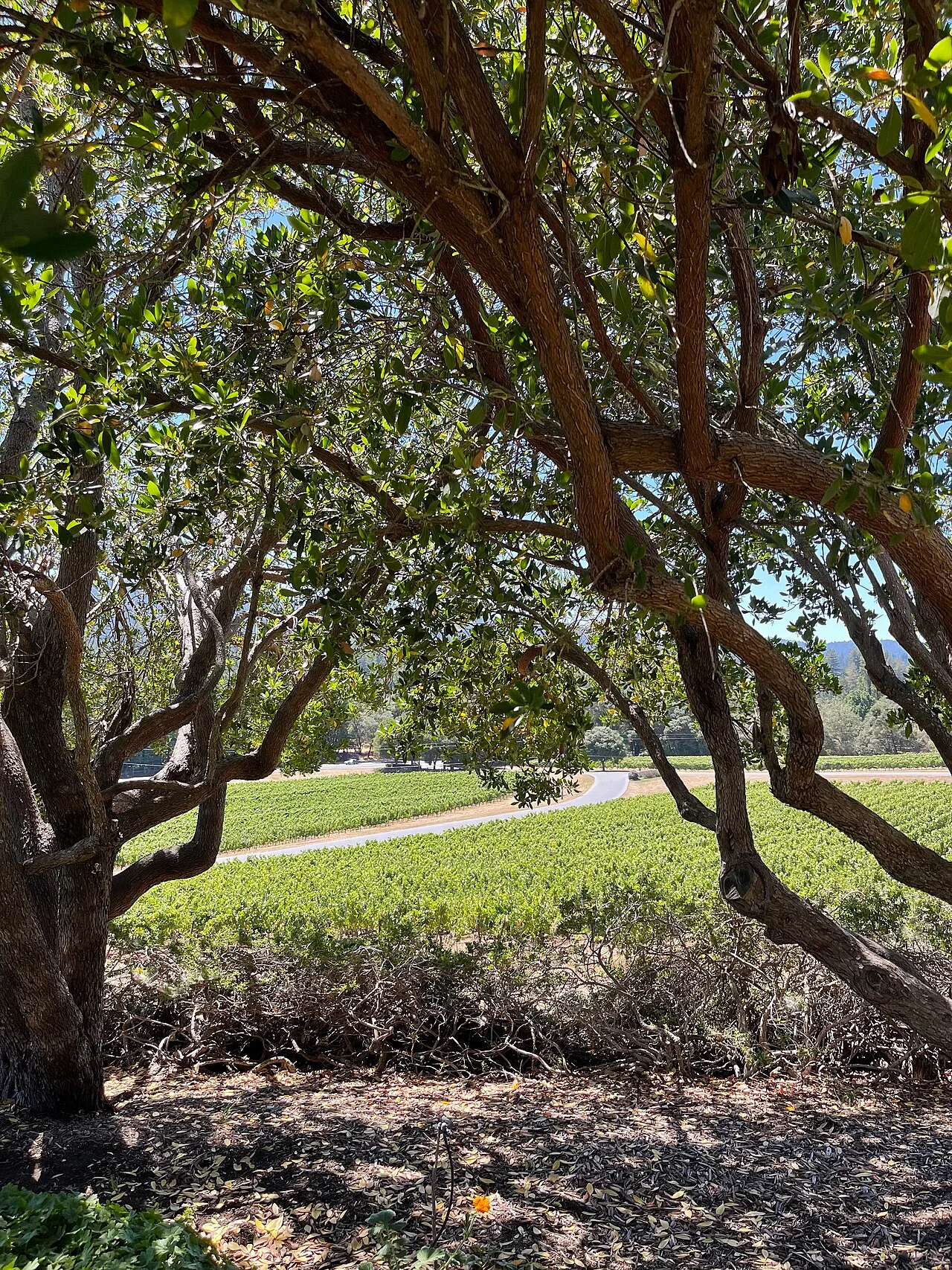 Philo, California