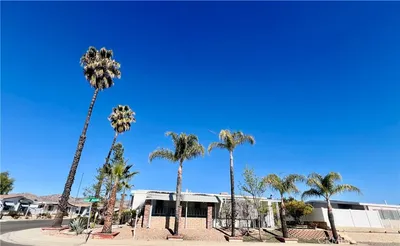 30615 Arenga Palm photo 2