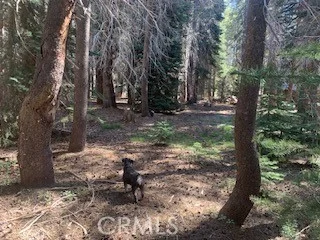4142 Redtop, Bass Lake, CA 93604