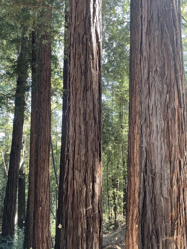 , Boulder Creek, CA 95006